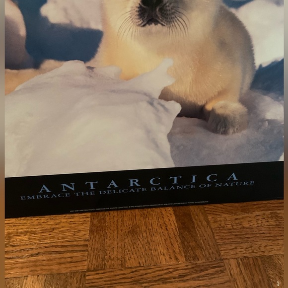 Antarctica Seal Picture Decor - Picture 2 of 4